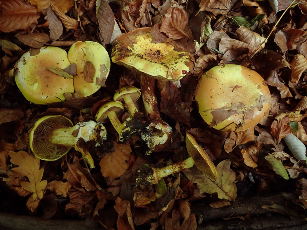 Photo © Penny Cullington Cortinarius elegantissimus by Penny Cullington